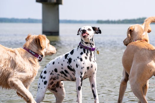 dogs playing together