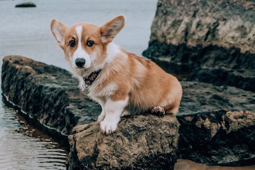 puppy exploring new surroundings