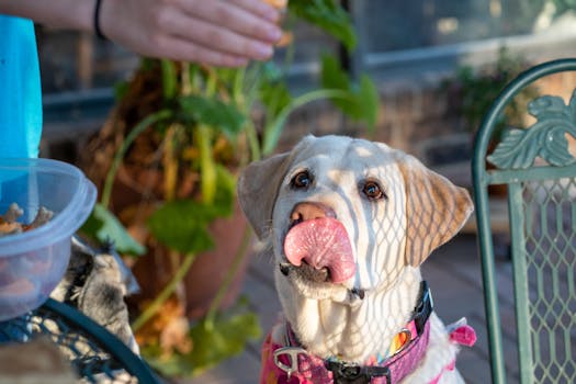 puppy using its nose to find a treat