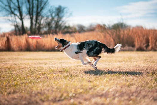 dog successfully completing an agility jump