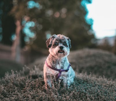 puppy looking curiously at a family