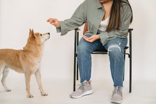 dog training session with owner