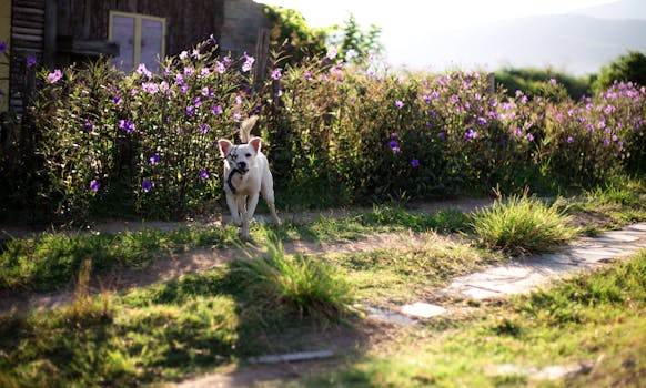 dog playing in the yard