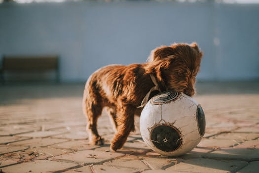 puppy playing fetch