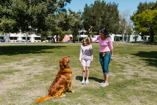 dog training in park