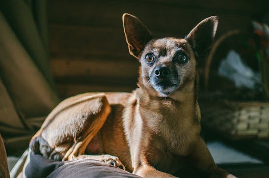 calm dog resting in a safe space