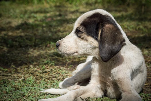 happy puppy in a calm environment