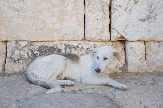 dog observing new surroundings