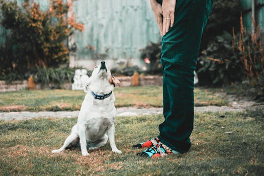 puppy training with clicker