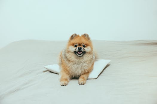 cozy dog corner with bed and toys