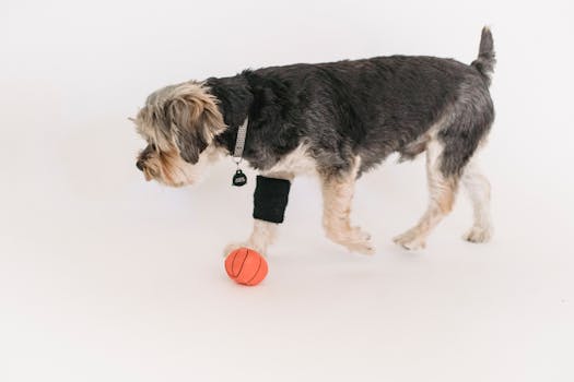 preschooler training a puppy