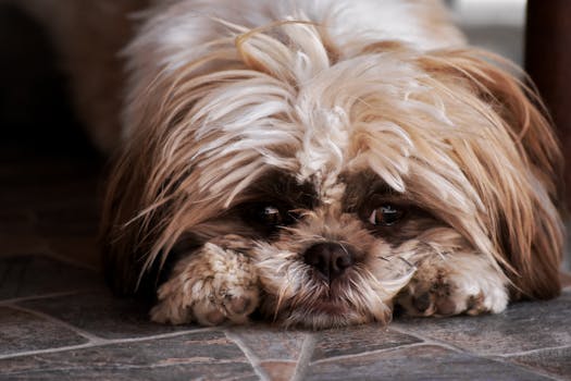 puppy showing aggressive behavior