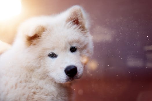 puppy receiving gentle discipline