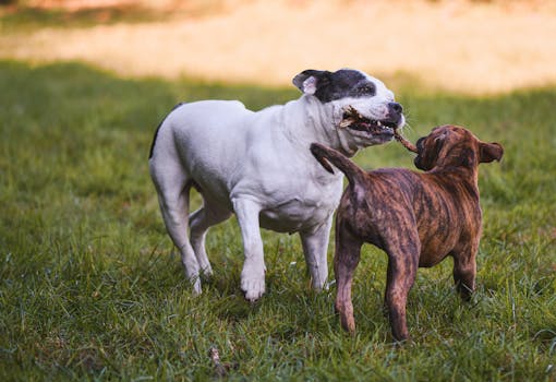 puppy socializing with other dogs