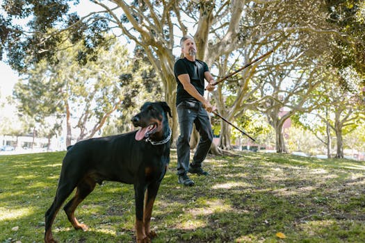 dog training session