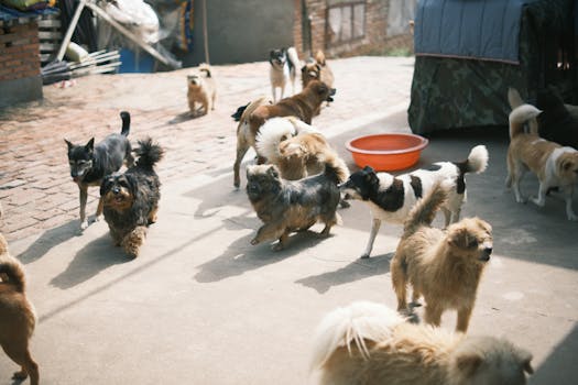 puppy socializing with other dogs