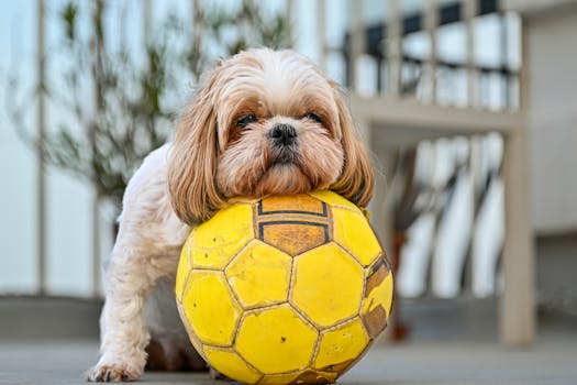 puppy playing with a toy