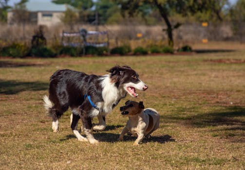 puppy playing with other dogs