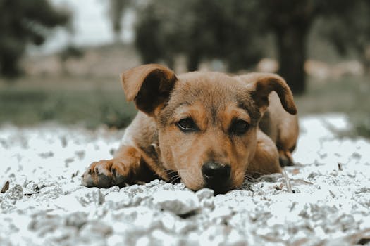 puppy resting after play