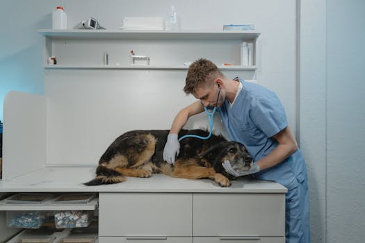 dog practicing commands