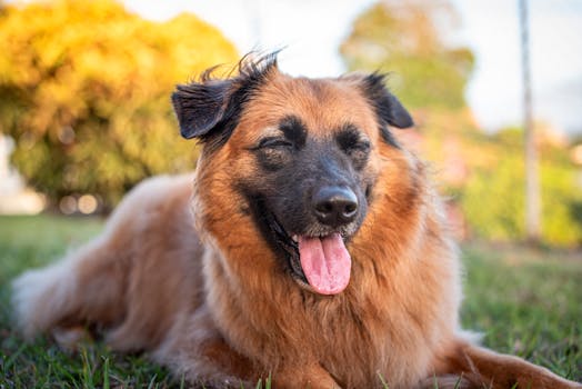 rescue dog enjoying a walk