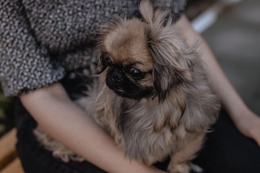 happy puppy sitting with owner