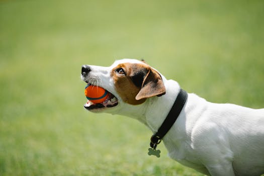 playful puppy chasing a ball