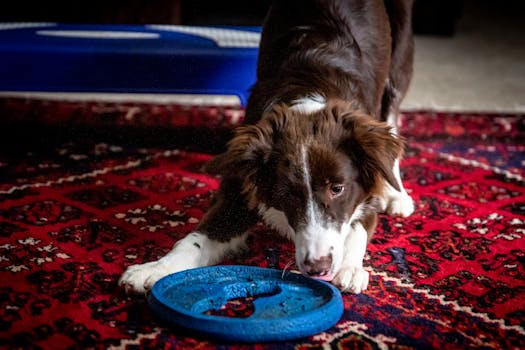 Puppy playing with an interactive toy