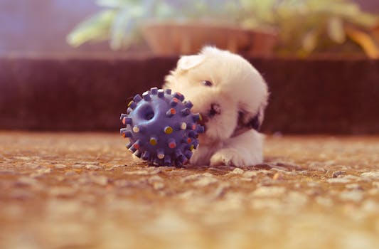 happy puppy playing with toys