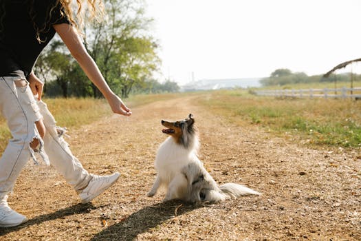 dog owner using a checklist for training