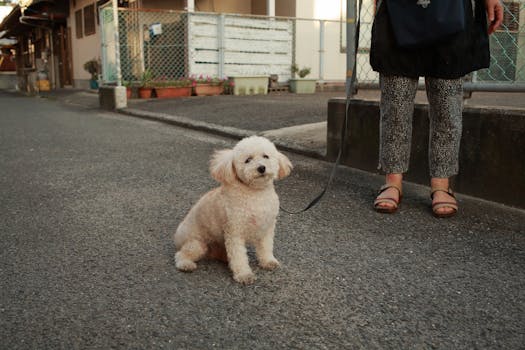 dog on leash with owner