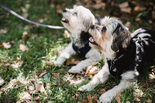 puppy learning to walk on leash