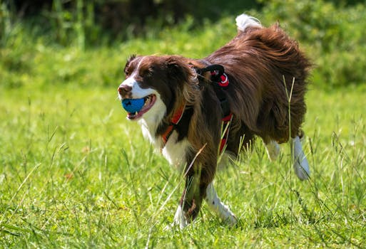 Border Collie agility training