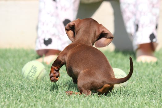 puppy playing with other dogs