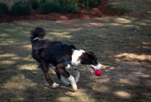 puppy playing fetch