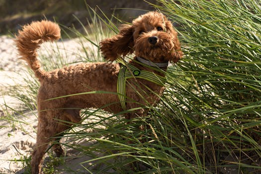 happy puppy exploring