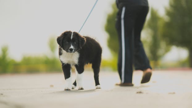 puppy walking on a leash