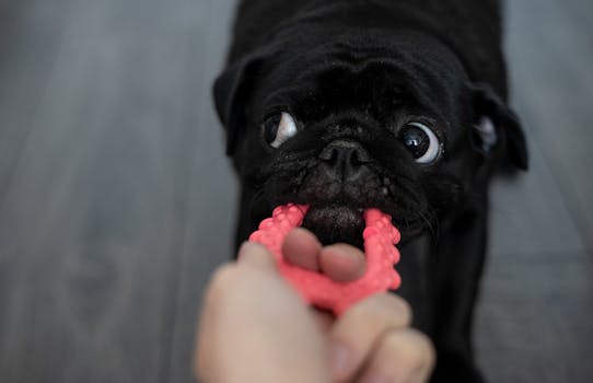 puppy playing with toys