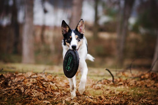 happy dog enjoying training