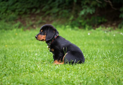 puppy sitting calmly