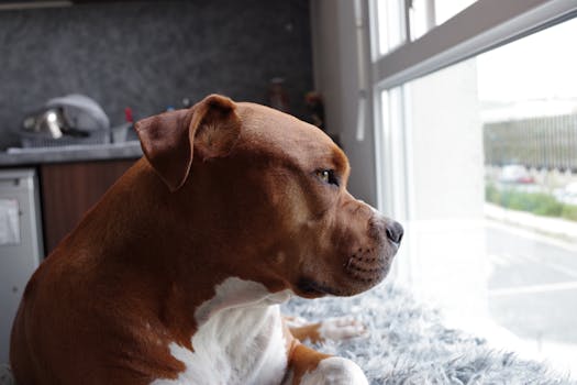 puppy looking out the window