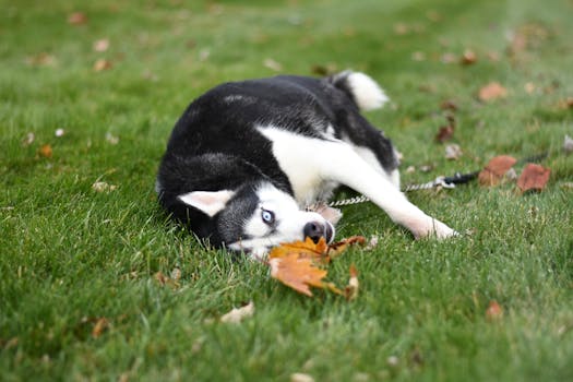 playful puppy rolling over