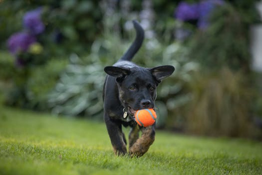 dog fetching a ball