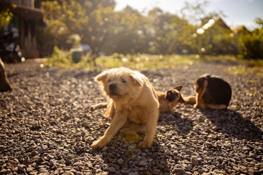 puppy playing in the yard