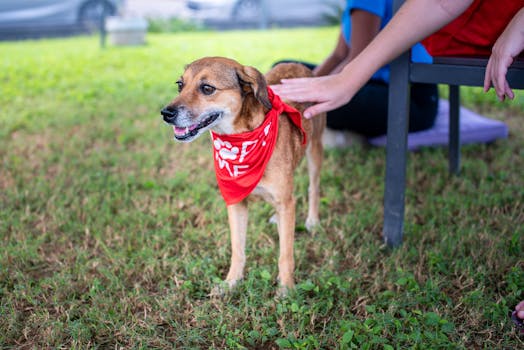 A friendly dog trainer demonstrating techniques