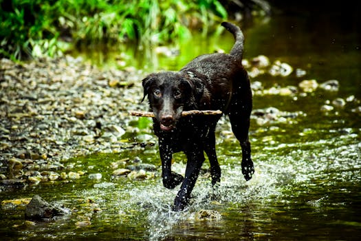 puppy playing fetch