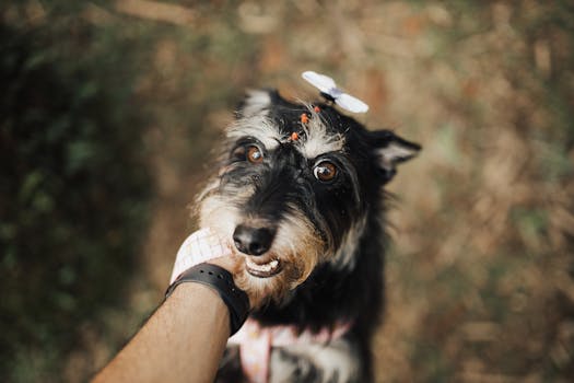 happy dog shaking hands with owner