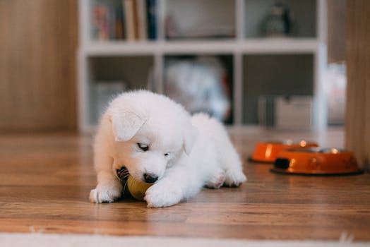 puppy with a training toy