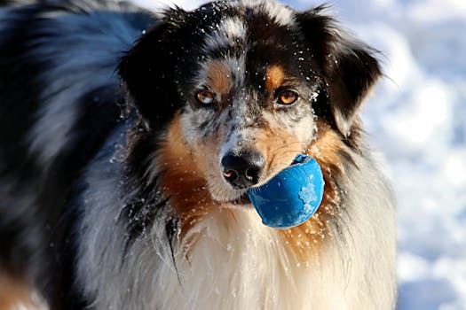 puppy playing in the snow