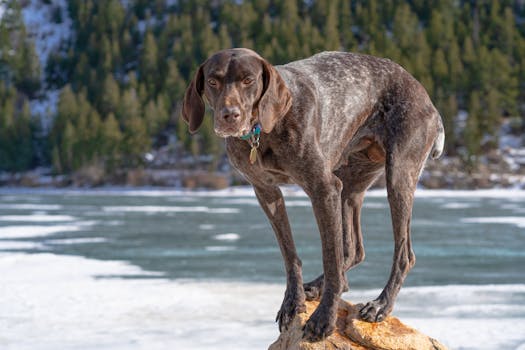 Puppy balancing on a log